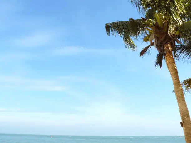 Coconut palm tree at the beach, Chopstick Mountain. Hua Hin, Thailand.