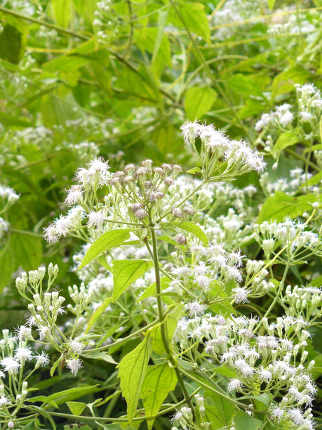 istock Siam weed in the morning sunlight. 860528740