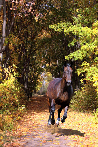 istock Thoroughbred horse galloping in autumn 860532288