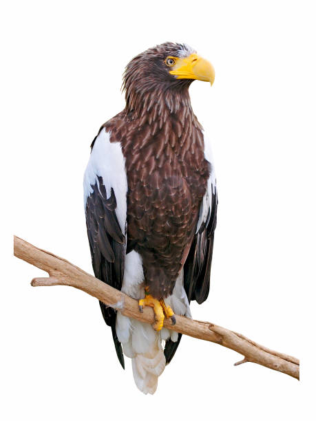 istock Steller's sea eagle (Haliaeetus pelagicus) on a branch, isolated on white background 860532428