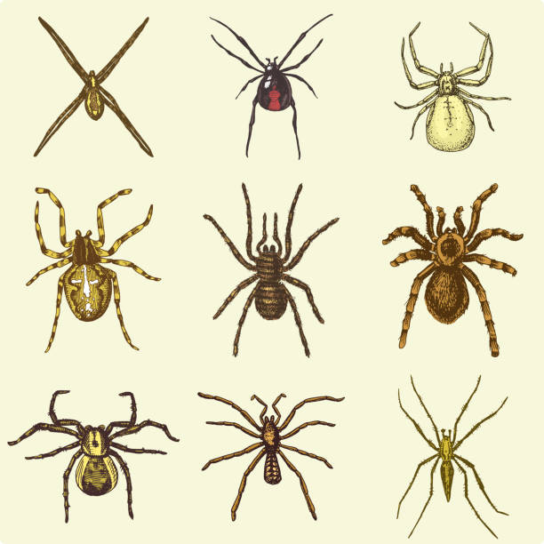 ilustrações de stock, clip art, desenhos animados e ícones de spider or arachnid species, most dangerous insects in the world, old vintage for halloween or phobia design. hand drawn, engraved may use for tattoo, web and poison black widow, tarantula, birdeater - silhouette spider tarantula backgrounds