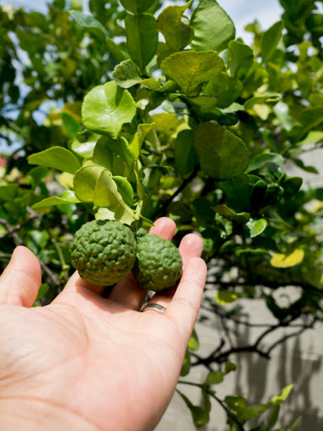 istock Closeup hand hold green bergamot or Kaffir lime on tree. 860537088