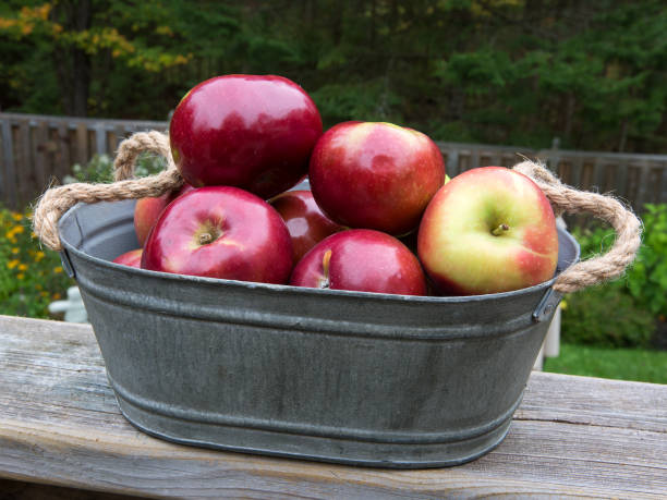 istock red apples in metal basket 860537106