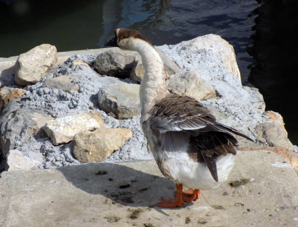 istock Swan goose standing on the stone made dock 860541256