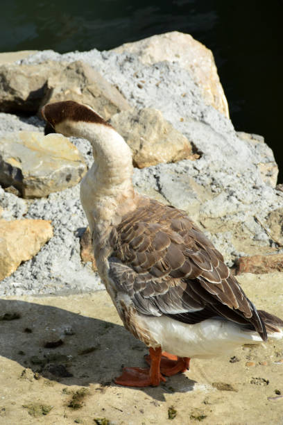 istock Swan goose standing on the stone made dock 860541352
