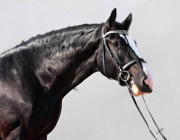istock Black shire heavy draft horse 860541886