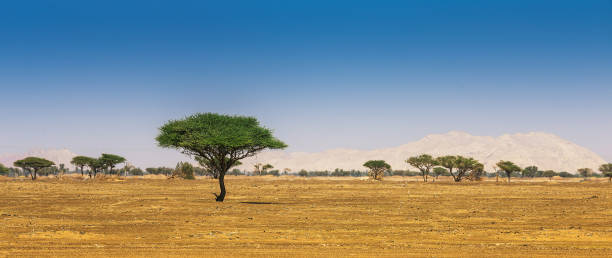 arabian desert - sandscape imagens e fotografias de stock