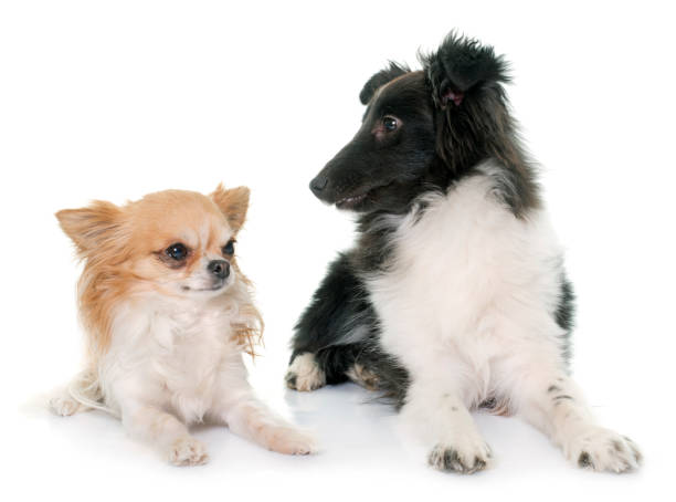 istock shetland dog and chihuahua 860548246