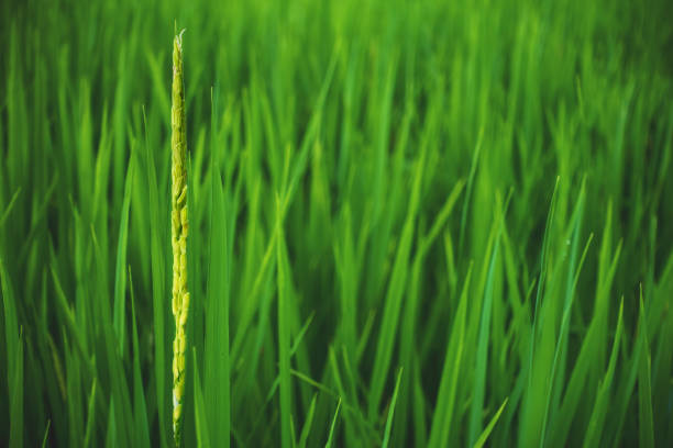 young rice is growing up in rice field
