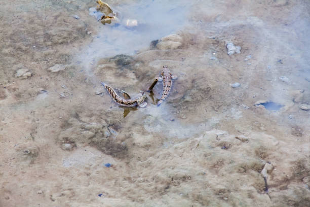 istock Close up view of real mud skipper by the shore 860549128