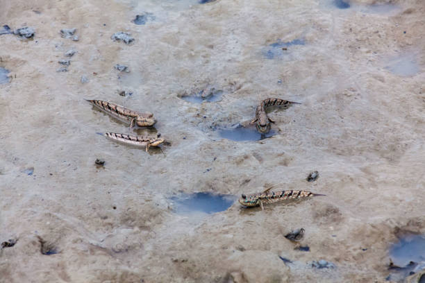 istock Close up view of real mud skipper by the shore 860549358