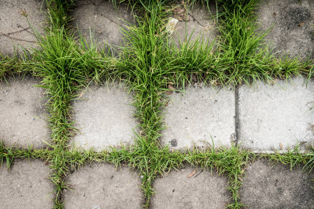 istock Walking block with green grass for texture background 860549742
