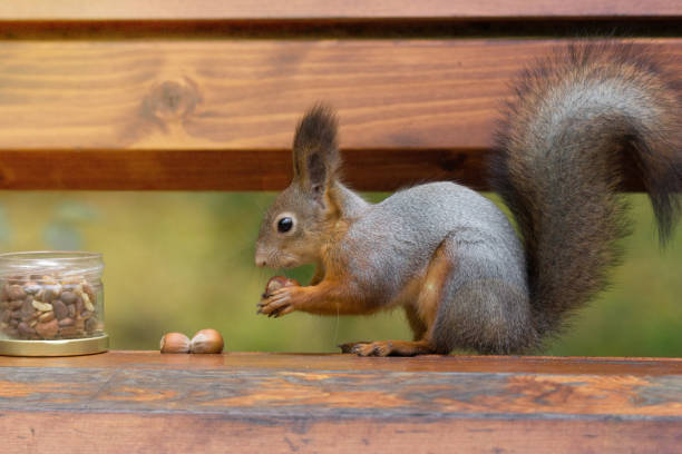 istock red squirrel on a branch in summer 860552194