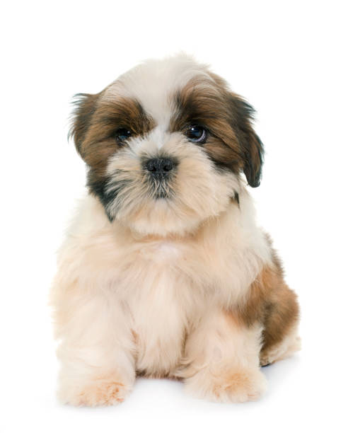 istock puppy shih tzu 860552520