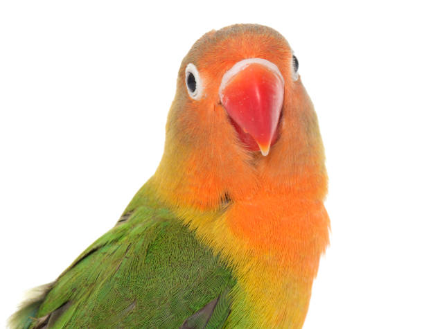 istock Young fischeri lovebird 860552772