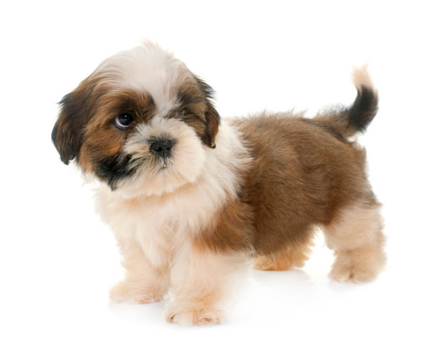 istock puppy shih tzu 860552856