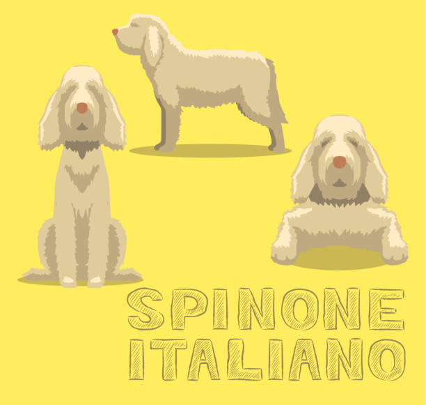 illustrations, cliparts, dessins animés et icônes de chien spinone italiano cartoon illustration vectorielle - italian spinone