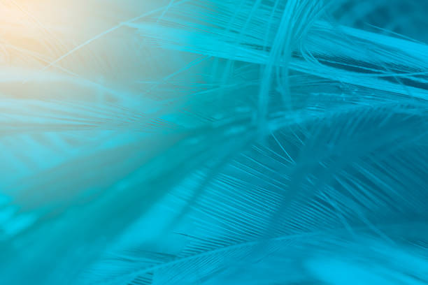 istock Green turquoise and blue color trends chicken feather texture background,Light orange 860553534