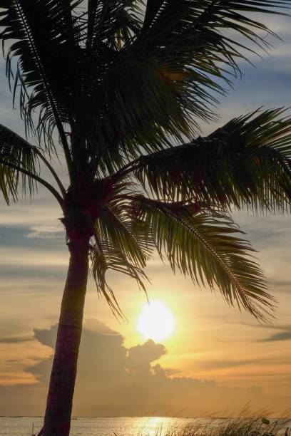 istock silhouette coconut tree near sea at sunset 860556566