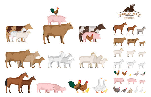 illustrazioni stock, clip art, cartoni animati e icone di tendenza di collezione di animali da fattoria vettoriali isolata su bianco - farm animal cartoon cow