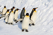 King penguins walking on the snow,Japan.