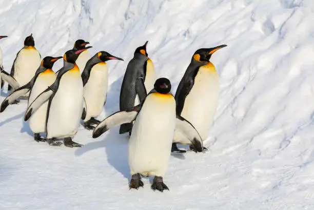King penguins walking on the snow in Hokkaido,Japan.