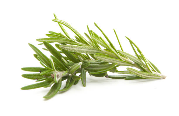 istock rosemary isolated on white background 860557518