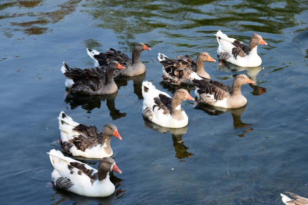 istock Flock of gooses floats on calm water surface 860562732