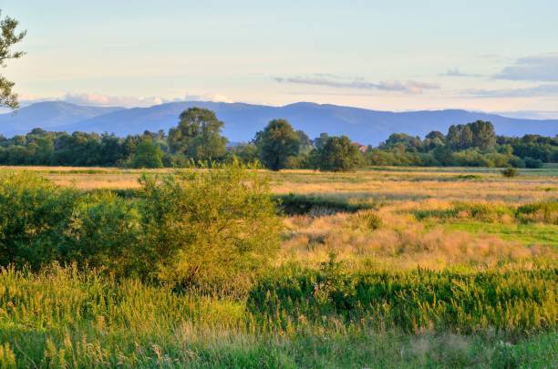 istock Afternoon beautiful summer landscape. 860562924