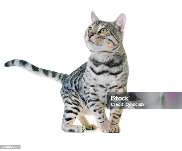 Foto de Gato Bengala e mais fotos de stock de Gato doméstico - Gato doméstico, Fundo Branco, Brincar