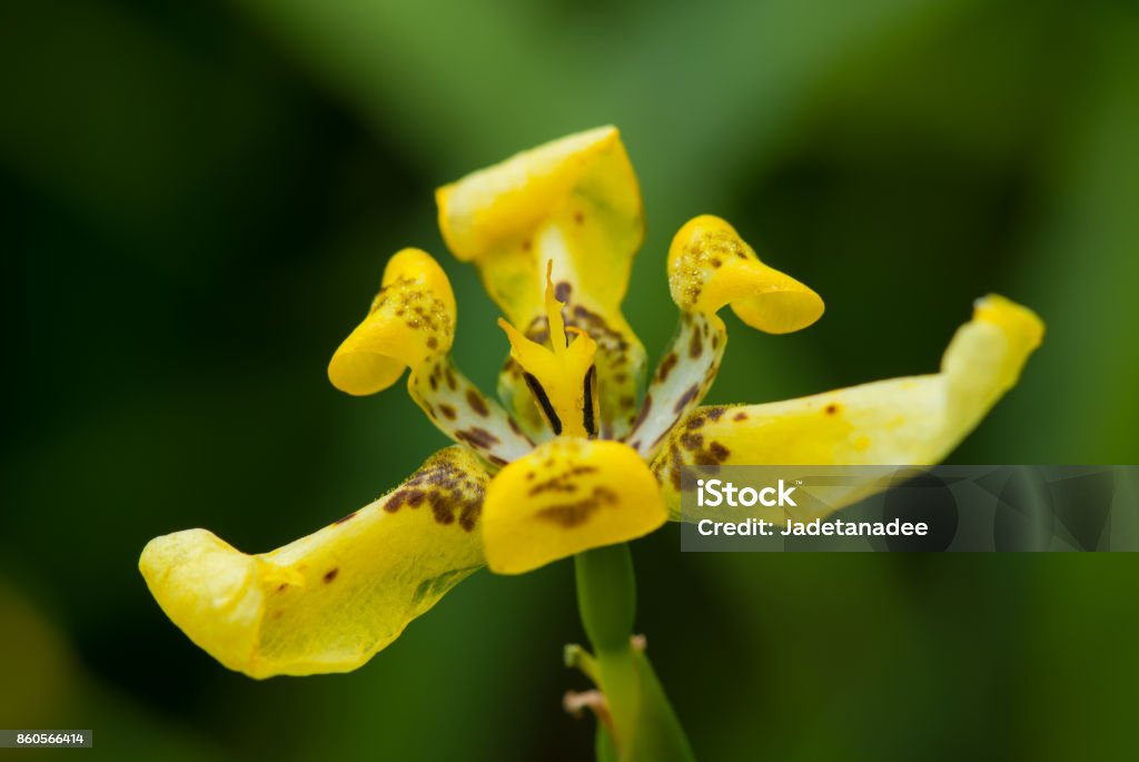 Foto de Orquídea Amarela Do Chão e mais fotos de stock de Amarelo - Amarelo,  Angiospermae, Beleza - iStock