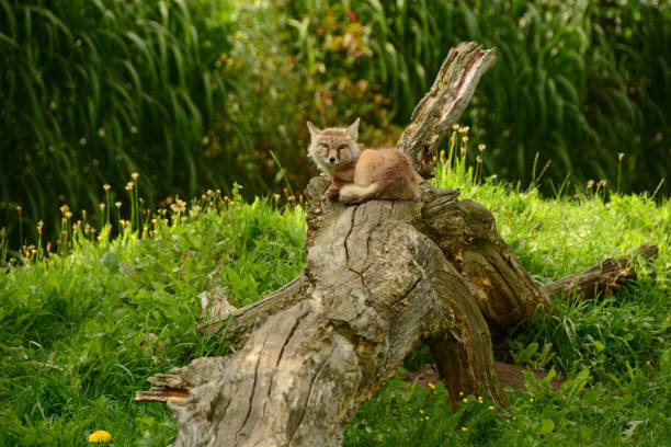 Single Corsac fox (Vulpes corsac)