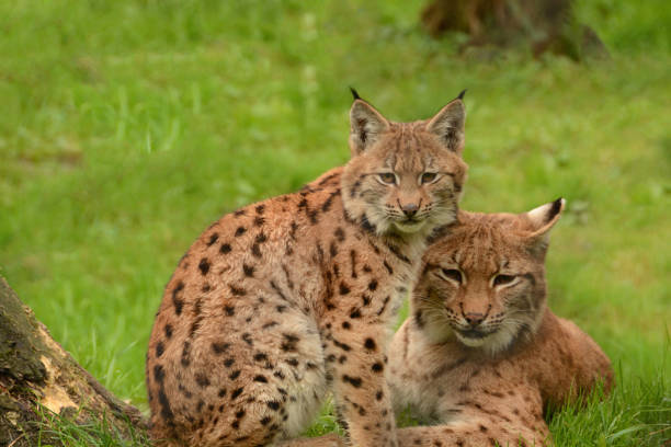 istock Eurasian lynx  with kitten laying infront. 860570878