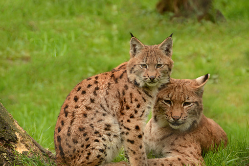 Eurasian lynx ( Lynx,Lynx) laying in grass land with new born young animal.
