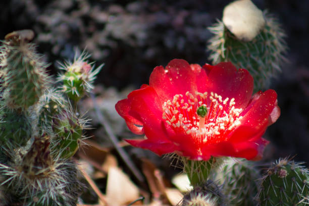 istock Glowing fluorescent red flower of a prickly pear cactus 860570962