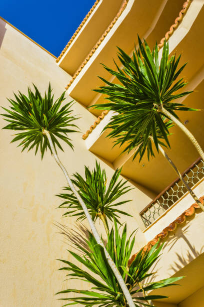istock The Pagoda Tree in a backyard garden 860574454