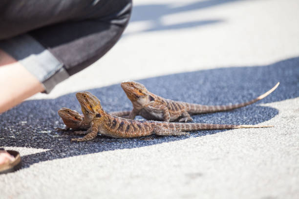 istock Real dragon lizard portrait view in close up with blur background 860574596
