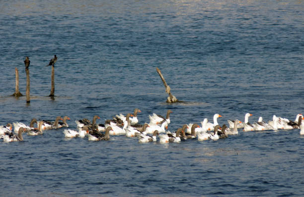 istock Flock of gooses floats in the river 860575460