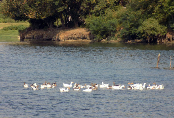 istock Flock of gooses floats in the river 860575476