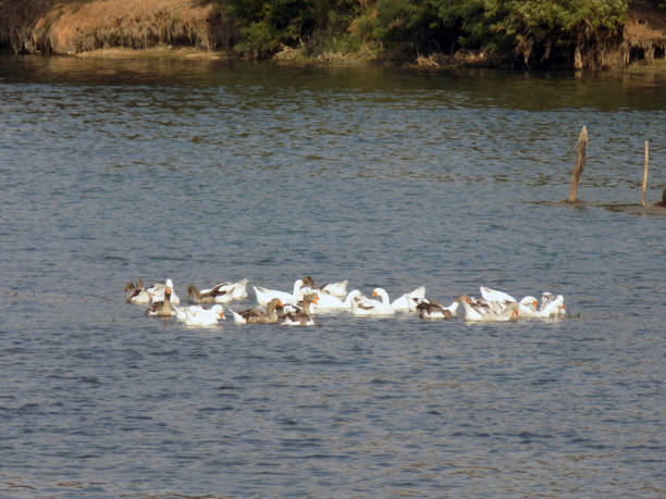 istock Flock of gooses floats in the river 860575482