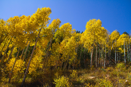 Vibrant and glowing autumn leaves in Dixie National Forest outside of Cedar Breaks National Monument.