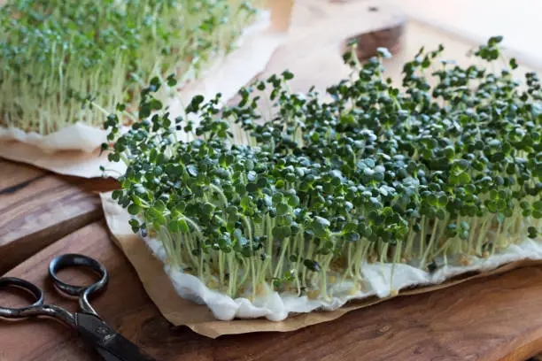 Yellow mustard sprouts on a wooden table, with garden cress sprouts in the background
