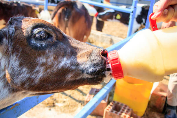 istock Feeding calf with bottle of milk 860579202