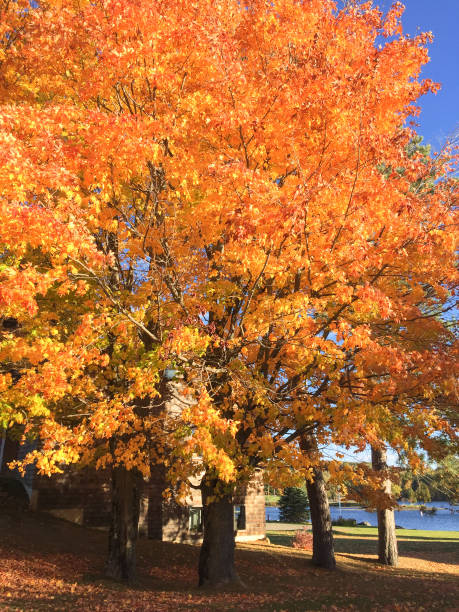 istock orange autumn tree in maine 860581928