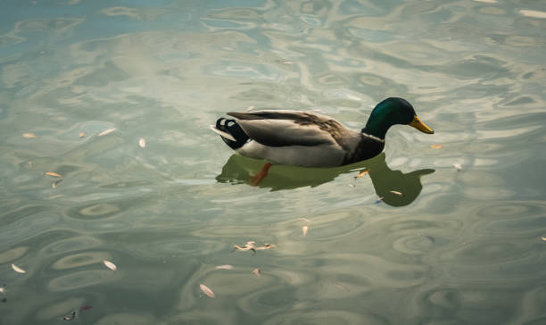 istock wildlife in Champagne countryside 860585278