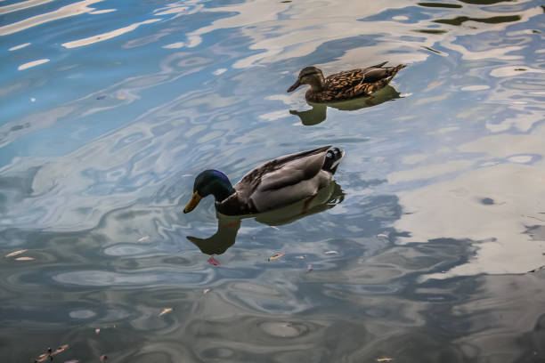 istock wildlife in Champagne countryside 860585298