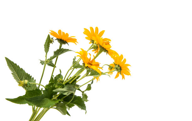 istock Yellow flower isolated 860585560