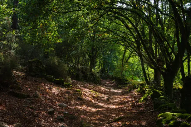 Path winding through a forest in autumn in Galicia, Spain