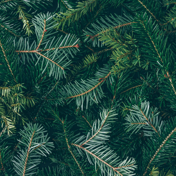 istock Creative layout made of Christmas tree branches. Flat lay. Nature New Year concept. 860590780