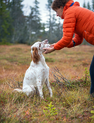 Side view of young Setter sitting with a dead grouse in her mouthwhile the female hunter is giving instructions.